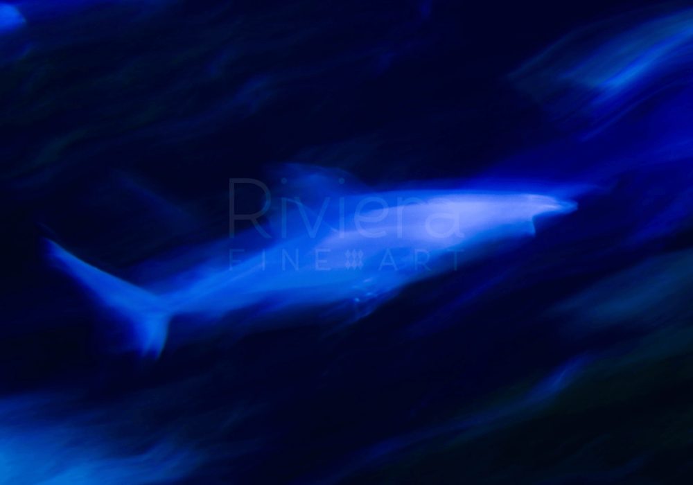 Photographie The Shark Maja Cosignani